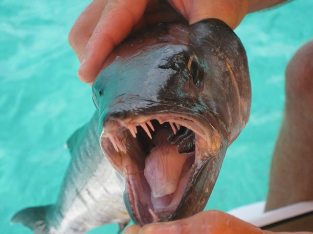 Carriacou – Tyrrel Bay