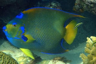 Deux semaines à Los Roques