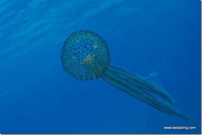 Cabrera - Cala de Burri