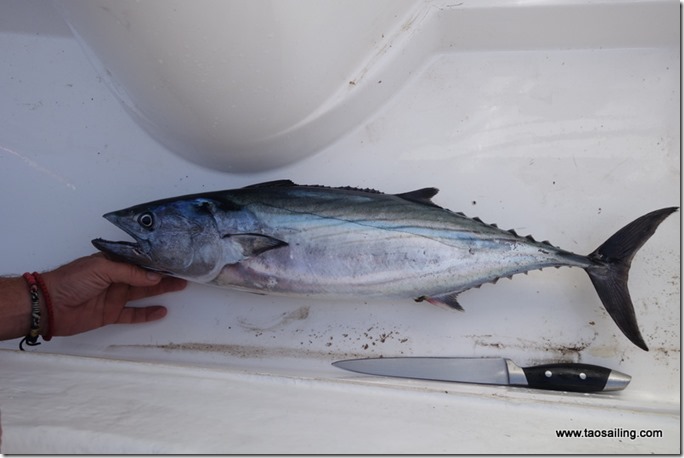 Bonite pêchée à Tarifa