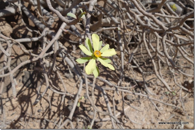 Il y en qui ont du mérite au milieu du désert