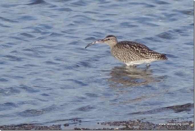 Pas trop perturbé par notre présence