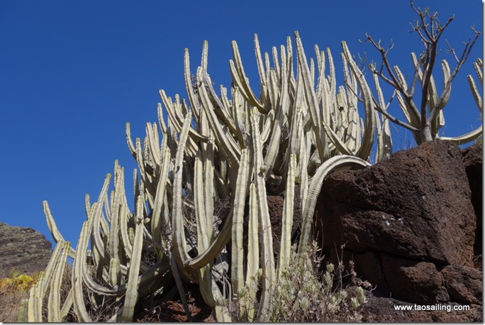 Un peu sec, mais beau!