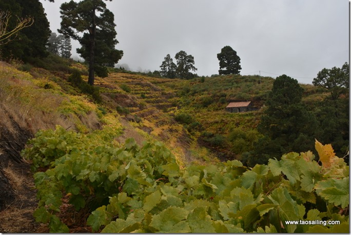 Redescente dans les vignobles de La Palma