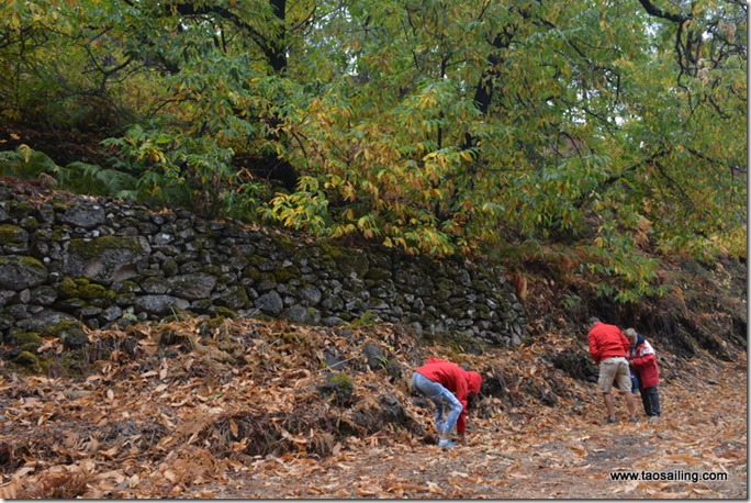 Ramassages des chataignes