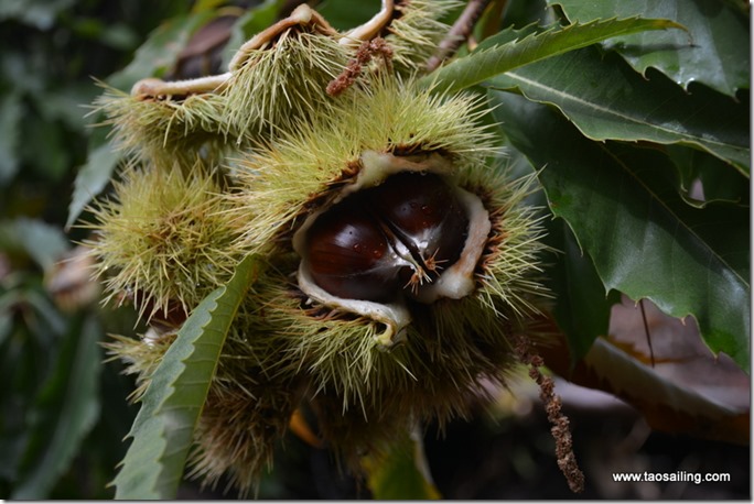 Une bonne purée de marrons en perspective