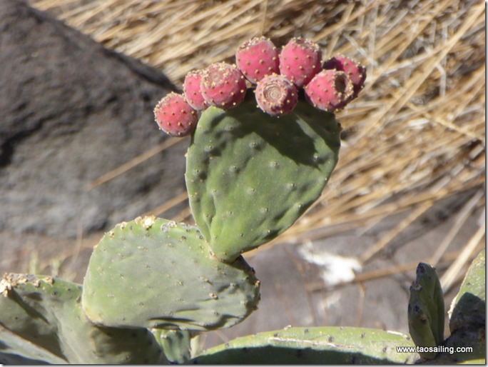 Qui s'y frotte, s'y pique