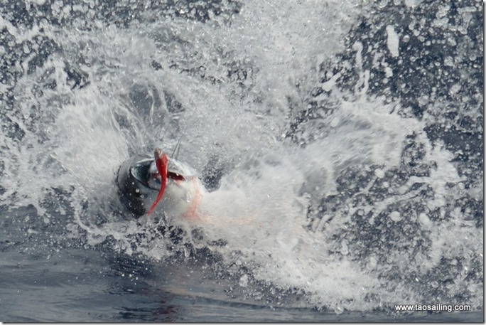 Bonne prise..un thon