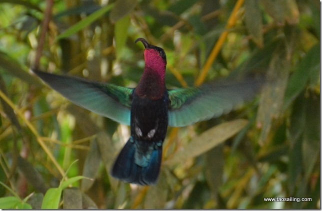 3 jours en Martinique