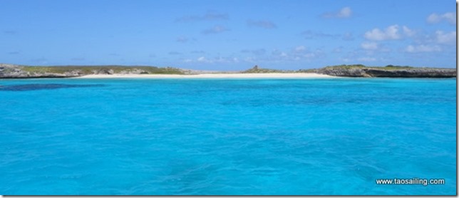 Nid d'aigle sur Fish Cay