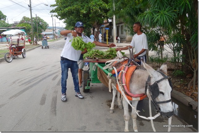 Qui vient à la ville avec son âne