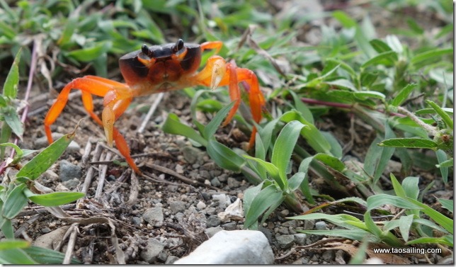 Crabe de mangrove
