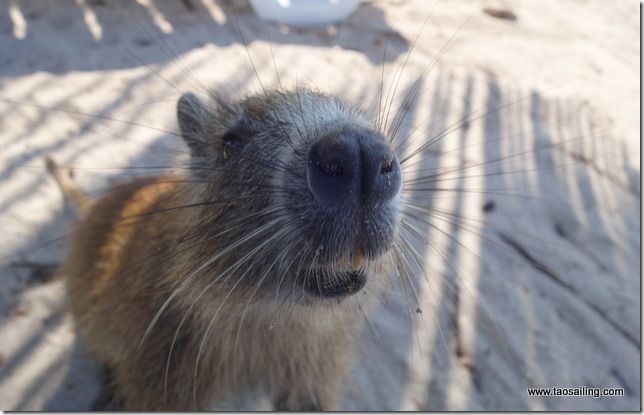 Un agouti très curieux