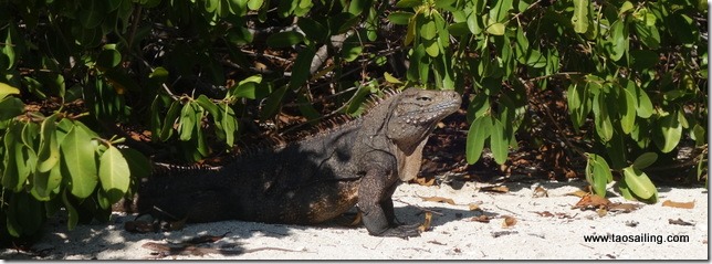 Un habitant de Cayo Iguana
