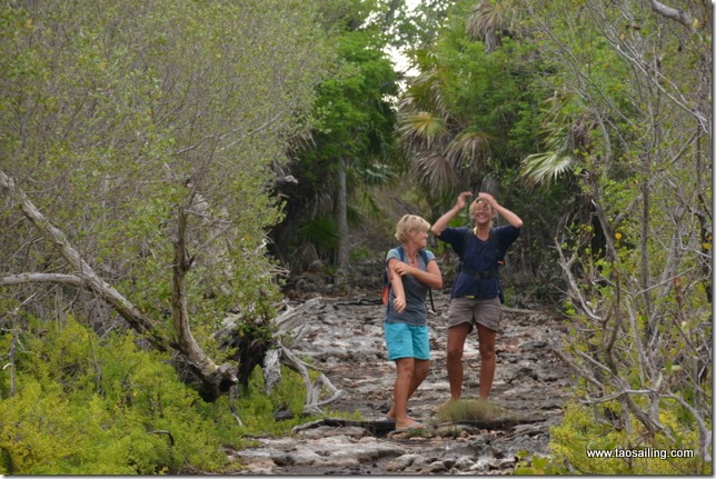 Cayo cantiles...sentier dans la mangrove, les moustiques attaquent!