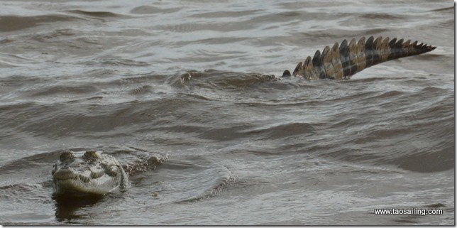 Bébé crocodile d'après les pêcheurs