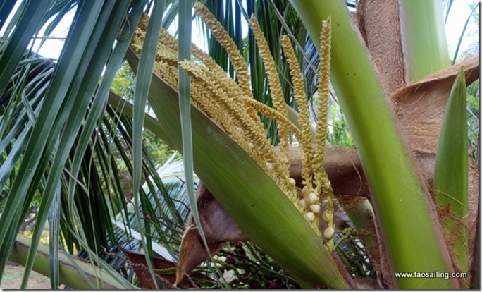 La fleur du cocotier