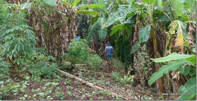 Anaho, à la recherche de bananes avec Laura