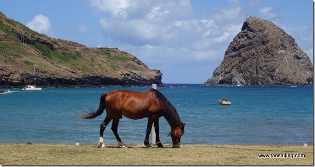 Ua-Huka, l’île aux chevaux… et aux musées