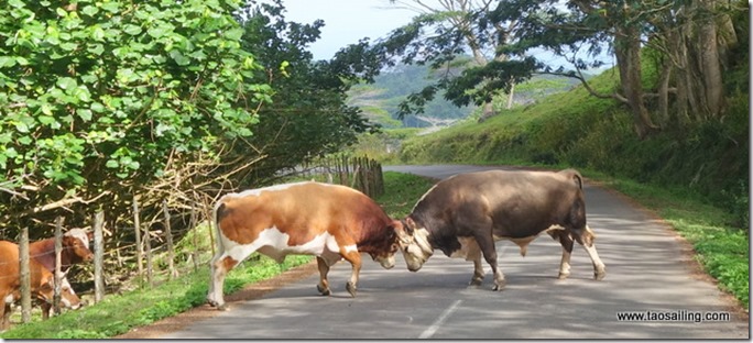 Nuku Hiva - combat de taureaux