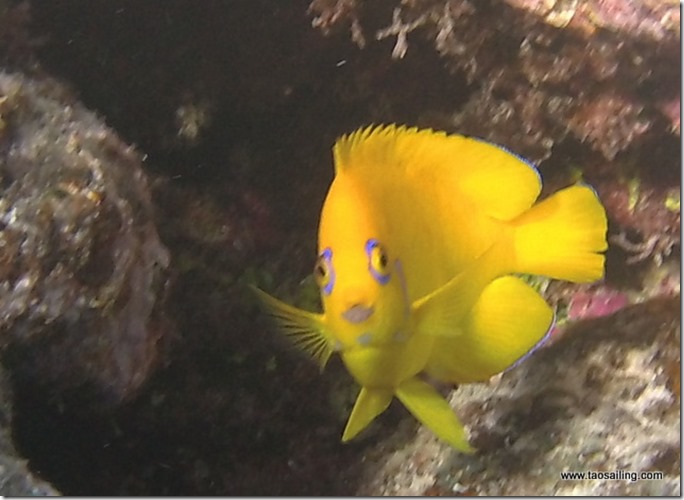 Poisson-ange peau-de-citron