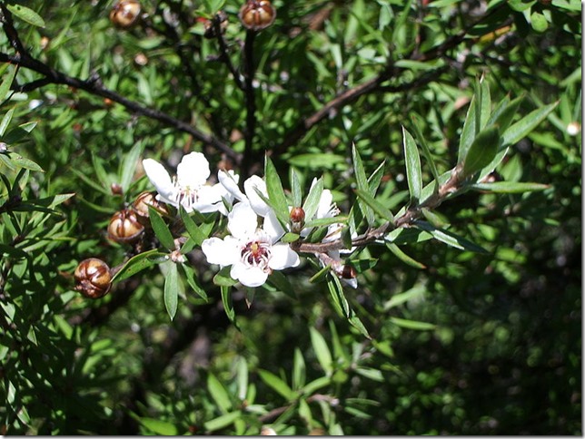 Manuka flowers