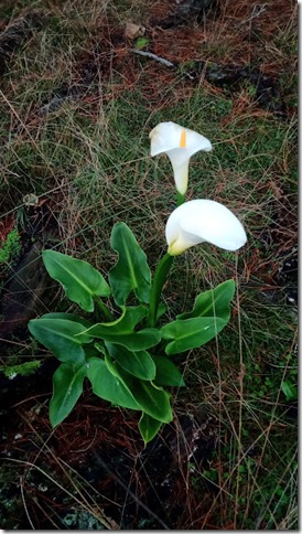 IMG_20210611_092442_4