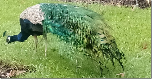 IMG_20210611_094639~4