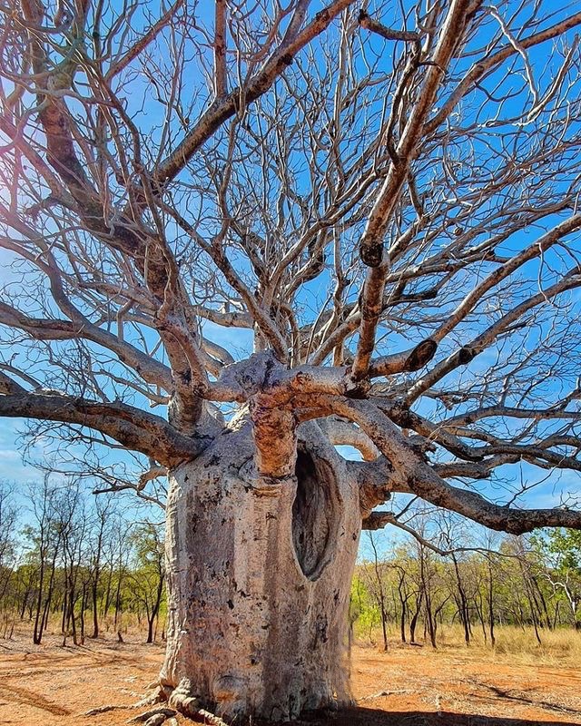 Judbarra – Gregory National park