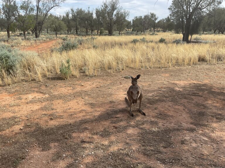 Cinq semaines dans le sud de l’Australie